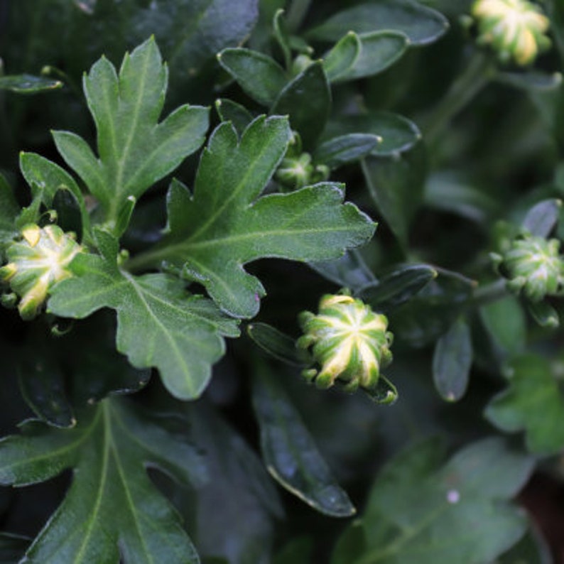 Blue White Mum Chrysanthemum Seeds 200 Seeds Mum Flower, Flower Seeds