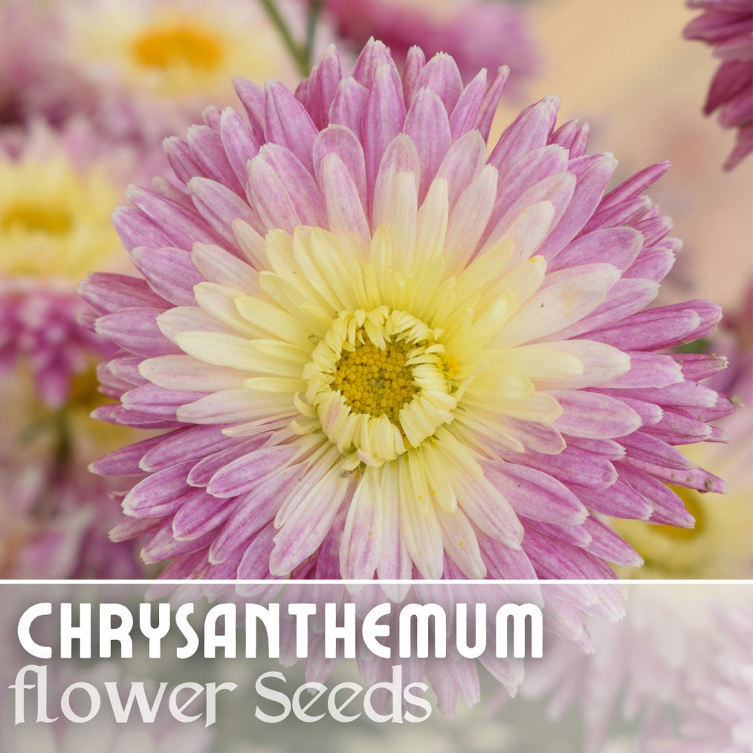 Amethyst Breeze Mum Chrysanthemum Seeds 200 Seeds Mum Flower, Flower