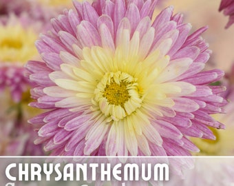 Amethyst Breeze Mum Chrysanthemum Seeds 200 + Seeds Mum Flower, Flower Seeds, Annual Seeds, Bulk Seeds, Wholesale