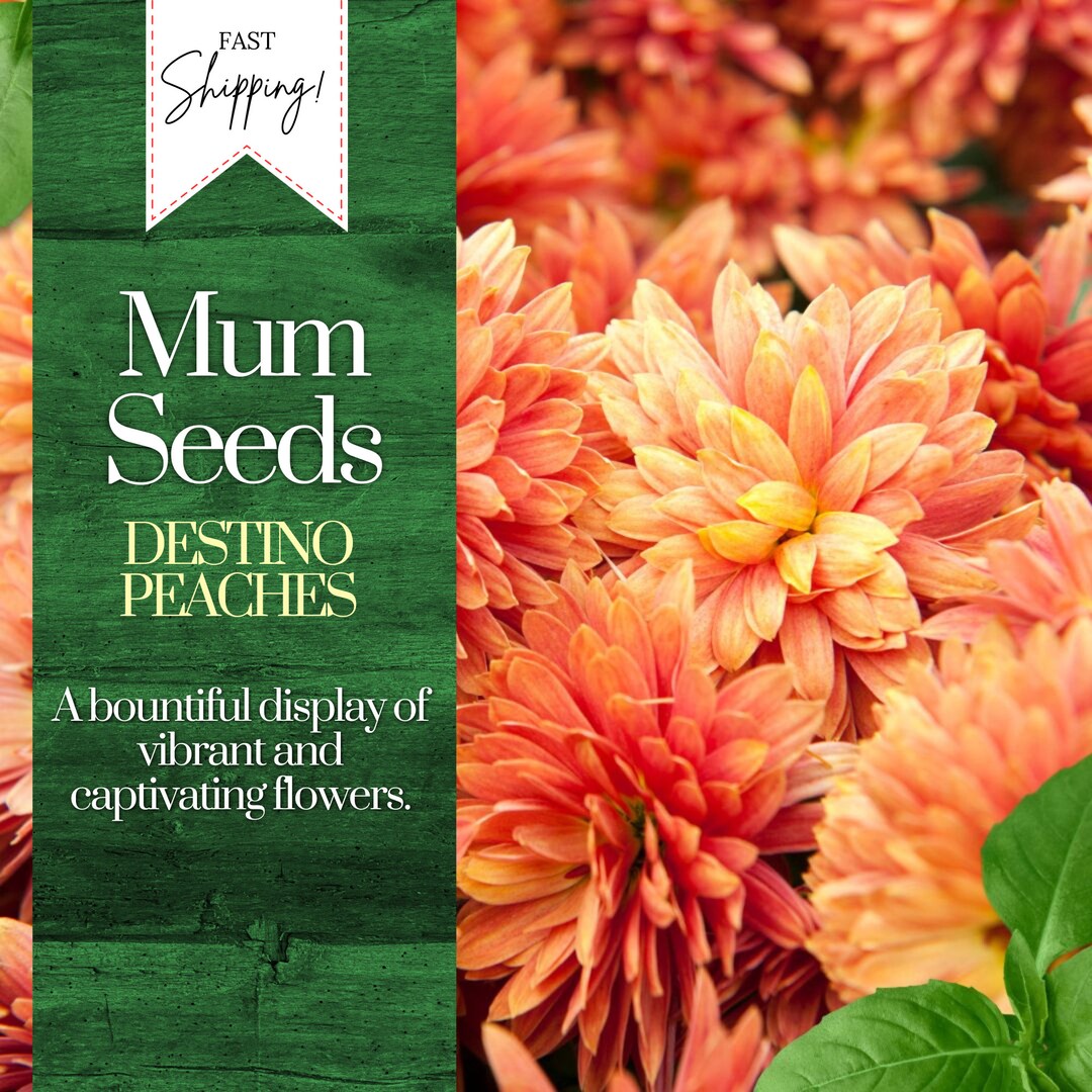 Destino Peaches Mum Chrysanthemum Seeds 200 Seeds Mum Flower, Flower