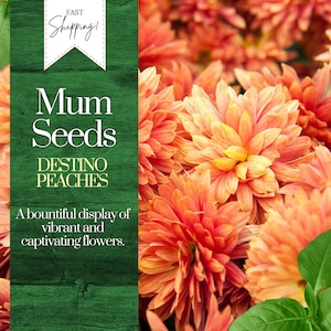 Destino Peaches Mum Chrysanthemum Seeds 200+ Seeds Mum Flower, Flower Seeds, Annual Seeds, Bulk Seeds, Wholesale