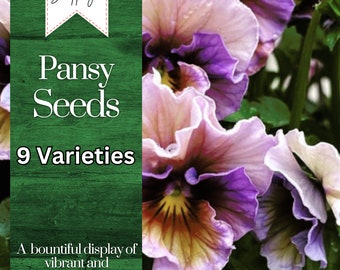 Pansy Seeds (Viola) - Fragrant - 150 Seeds