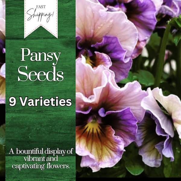 Pansy Seeds (Viola) - Fragrant - 150 Seeds