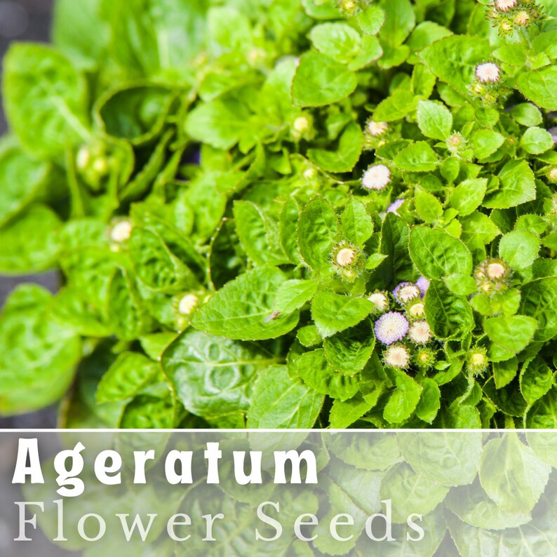 BookishAndBlossoms Ageratum Seeds - Thumbnail 3