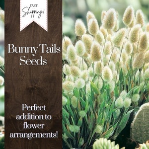 Bunny Tails Seeds 75+ Seeds Flower, Flower Seeds, Annual Seeds, Bulk Seeds