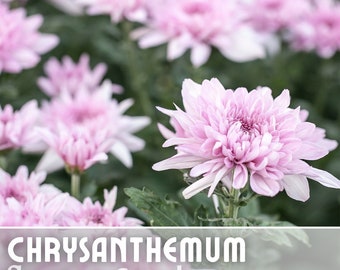 Candy Pink Mum Chrysanthemum Seeds - 200+ Flower Seeds