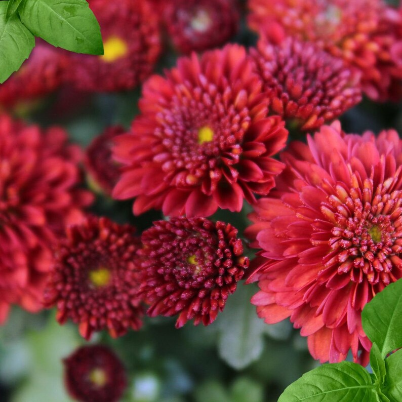 Burgundy Red Mum Chrysanthemum Seeds 200 Seeds Mum Flower Etsy
