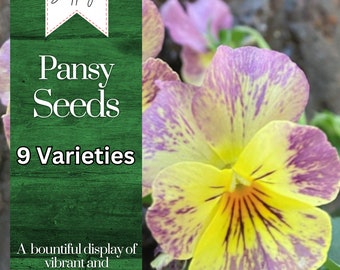 Pansy Seeds (Viola) - Fragrant - 150 Seeds