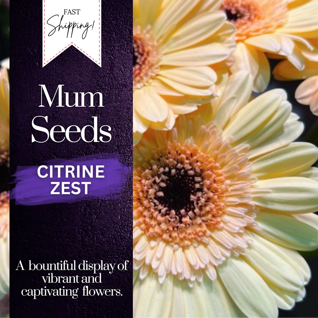 Citrine Zest Mum Chrysanthemum Seeds 200 Seeds Mum Flower, Flower Seeds