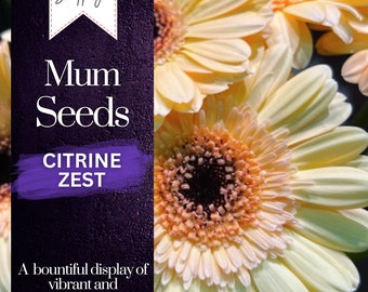 Citrine Zest Mum Chrysanthemum Seeds 200+ Seeds Mum Flower, Flower Seeds, Annual Seeds, Bulk Seeds, Wholesale
