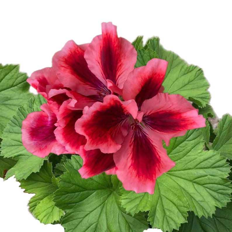Packet Geranium Seeds Fragrant 100 Seeds Hardy Garden Etsy