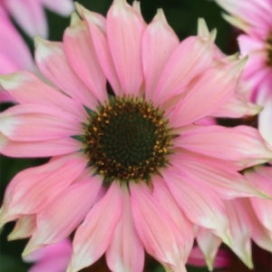 Pu&ograve; includere: Un'echinacea rosa con un centro marrone scuro. Il fiore ha molti petali ed &egrave; in piena fioritura.