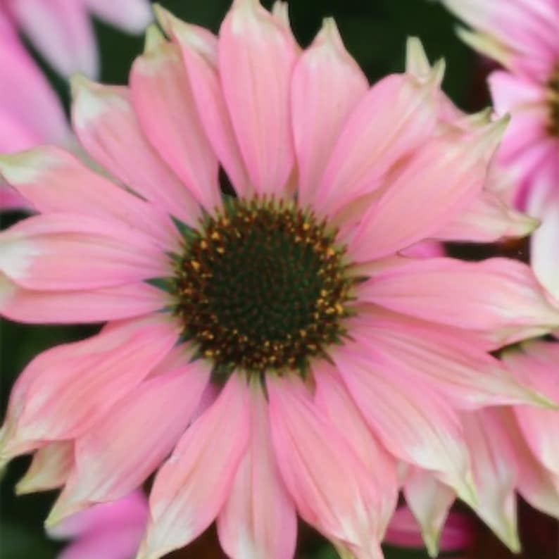 Pu&ograve; includere: Un'echinacea rosa con un centro marrone scuro. Il fiore ha molti petali ed &egrave; in piena fioritura.
