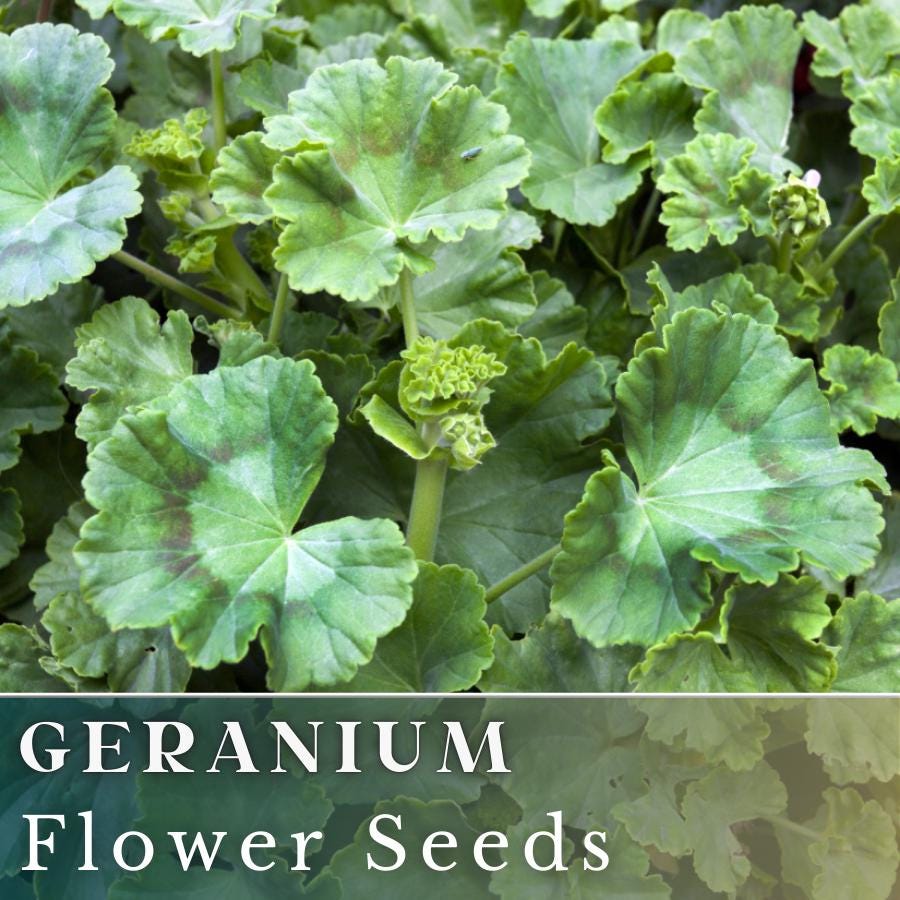 100+ Geranium Seeds - Royal Velvet - Fragrant - Fresh Flower Seeds Non ...
