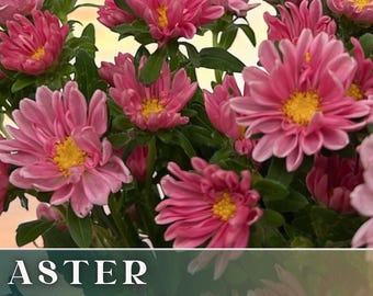 Lush Pink Aster Seeds 100+ Seeds, - Heirloom Seeds, Cut Flowers, Callistephus Seeds, Non-GMO, Flower Seeds, Flower Seeds Bulk