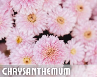 Blush Posy Mum Chrysanthemum Seeds 200+ Seeds Mum Flower, Flower Seeds, Annual Seeds, Bulk Seeds, Wholesale