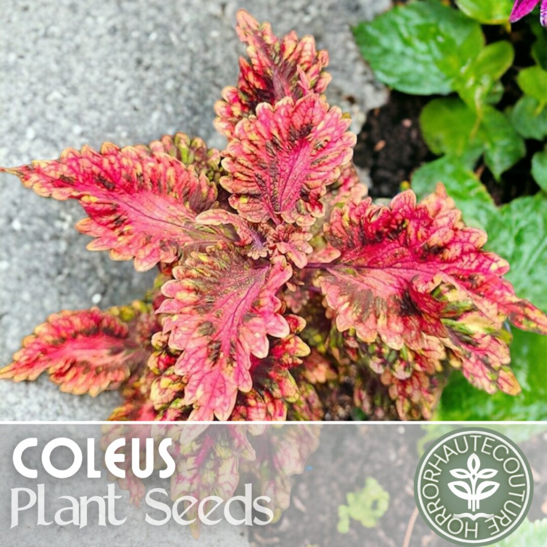 Buy Coleus Blumei Rainbow Mix Seeds – Eye-Catching Foliage For Stunning Gardens