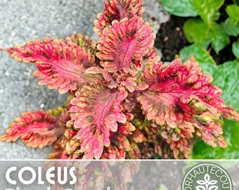 100+ Coleus Seeds Heirloom Flower, Flower Seeds, Annual Seeds, Bulk Seeds, Wholesale, Heirloom, Non-Gmo, Solenostemon