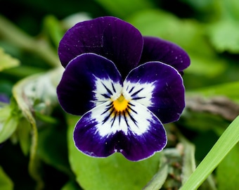 Pansy Seeds (Viola) - Fragrant - 150 Seeds