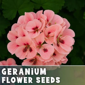 May include: Close-up of a cluster of light pink geranium flowers with dark red markings. The petals are delicate and layered, with a dark green background. The text "GERANIUM FLOWER SEEDS" is displayed at the bottom of the image.