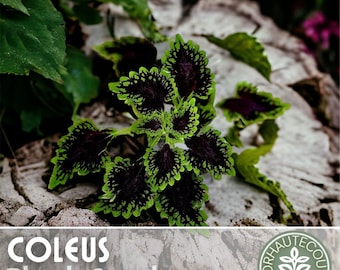 100+ Coleus Seeds Heirloom Flower, Flower Seeds, Annual Seeds, Bulk Seeds, Wholesale, Heirloom, Non-Gmo, Solenostemon