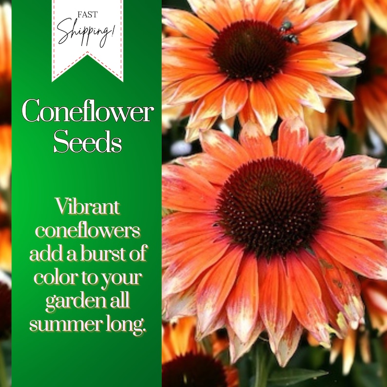 Pu&ograve; includere: Semi di echinacea arancioni. Le echinacee vibranti aggiungono un tocco di colore al tuo giardino per tutta l'estate. Spedizione veloce!