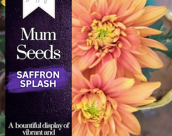 Saffron Splash Mum Flower Seeds - 200+ Seeds