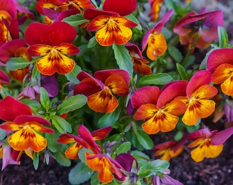 Pansy Seeds (Viola) - Fragrant - 150 Seeds