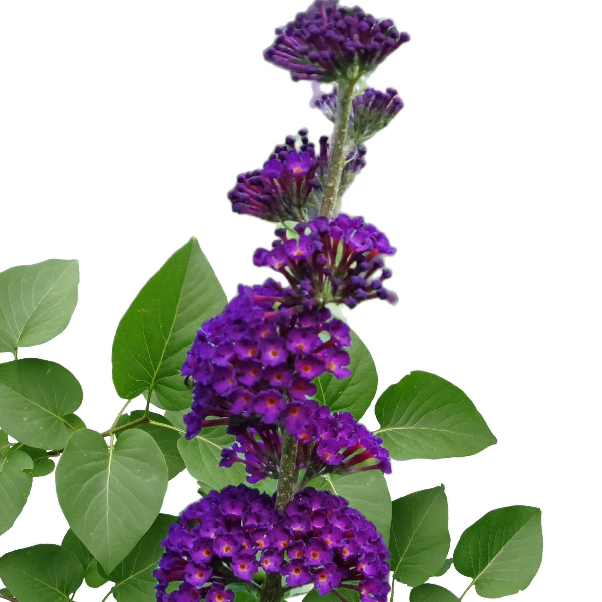 Buddleja Fragrant Butterfly Bush (buddleia Davidii) - Fragrant - 250 Seeds - Etsy