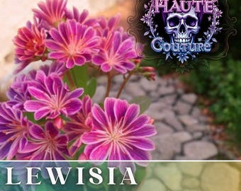 Warm Orchid Lewisia Seeds 35+ Seeds Flower, Flower Seeds, Annual Seeds, Bulk Seeds Heirloom Seeds