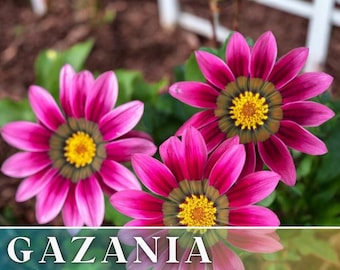75+ Gazania Seeds -Mystic Flame- Fragrant - Fresh Flower Seeds Non GMO, Annual Seeds, Bulk Seeds, Wholesale