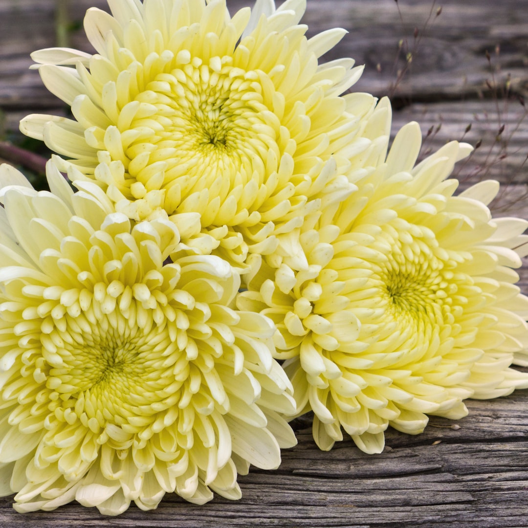 Vanilla Haze Mum Chrysanthemum Seeds 200 Seeds Mum Flower, Flower Seeds