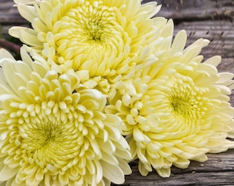 Vanilla Haze Mum Chrysanthemum Seeds 200+ Seeds Mum Flower, Flower Seeds, Annual Seeds, Bulk Seeds, Wholesale