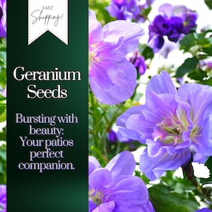 May include: Purple geranium flowers in bloom. The text "Geranium Seeds" is displayed on a green background with the words "Bursting with beauty. Your patios perfect companion." below.