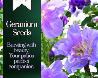 Packet Geranium Seeds - Fragrant - 100 Seeds Hardy Garden Bloom Flower Seed Flowers