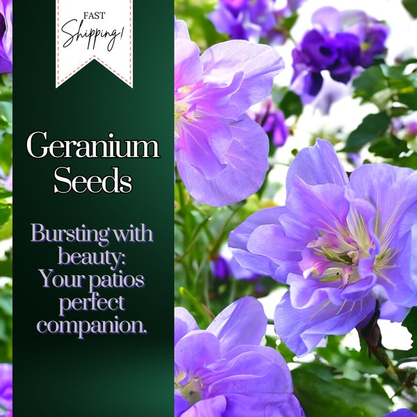 Packet Geranium Seeds - Fragrant - 100 Seeds Hardy Garden Bloom Flower Seed Flowers
