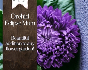 Orchid Eclipse Mum Chrysanthemum Seeds 200+ Seeds Mum Flower, Flower Seeds, Annual Seeds, Bulk Seeds, Wholesale