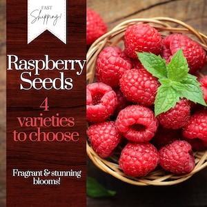 May include: A wicker basket filled with ripe red raspberries. The raspberries are arranged in a single layer, with a few green mint leaves on top. The text "Raspberry Seeds 4 varieties to choose Fragrant & stunning blooms!" is visible in the image.