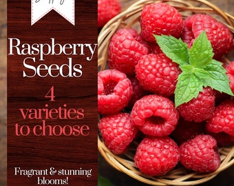 200+ Raspberry Seeds, USA Seller Free Shipping Fruit Seeds Bush Raspberry Plant