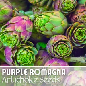 May include: Close-up of purple and green artichoke buds.  Purple Romagna Artichoke Seeds.