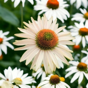 Pu&ograve; includere: Primo piano di un'echinacea rosa pallido con un centro marrone e verde. Il fiore &egrave; circondato da altre echinacee bianche.