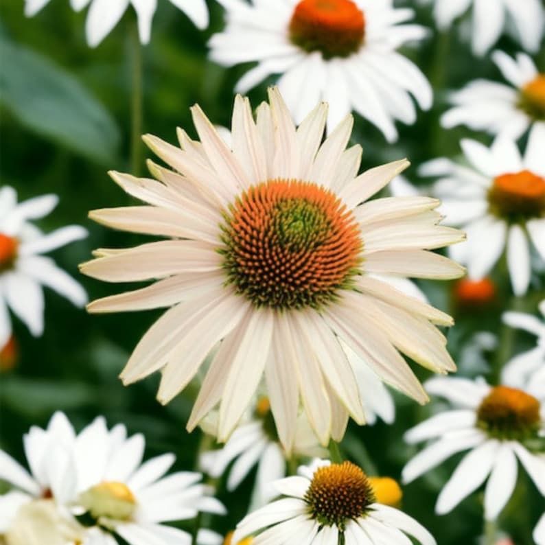 Pu&ograve; includere: Primo piano di un'echinacea rosa pallido con un centro marrone e verde. Il fiore &egrave; circondato da altre echinacee bianche.