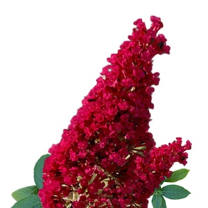 May include: A close-up of a vibrant red flower cluster, with a deep, rich hue. The flower is in full bloom, with many small petals forming a dense, cone-shaped cluster. The flower is a popular choice for gardens and landscaping.