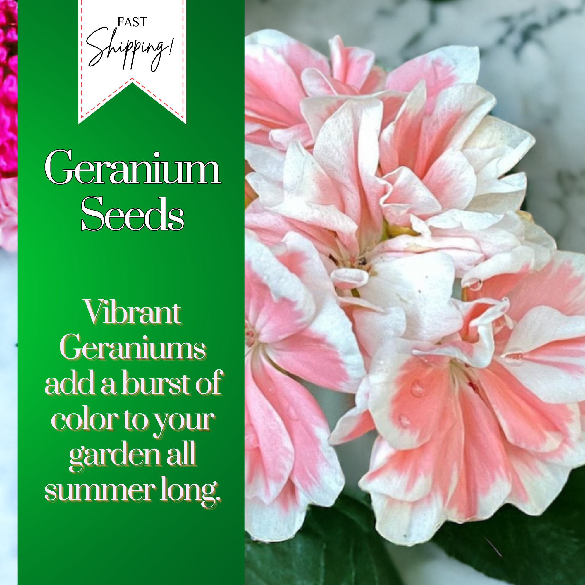 Ivy Leaf Geranium Seeds - Container Plant Flower Seeds
