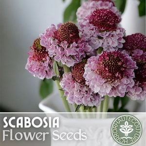 Scabosia Seeds - 75 Seeds Hardy -  Garden Bloom Flower Seed Flowers Garden Seeds
