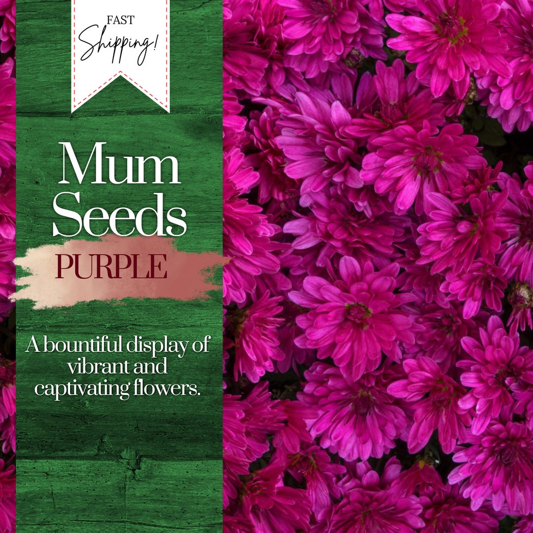 Purple Mum Chrysanthemum Seeds 200 Seeds Mum Flower, Flower Seeds