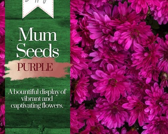 Purple Mum Chrysanthemum Seeds 200+ Seeds Mum Flower, Flower Seeds, Annual Seeds, Bulk Seeds, Wholesale