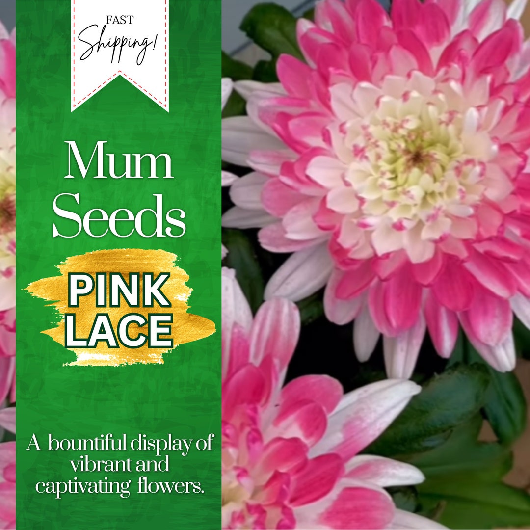 Pink Lace Mum Chrysanthemum Seeds 200 Seeds Mum Flower, Flower Seeds