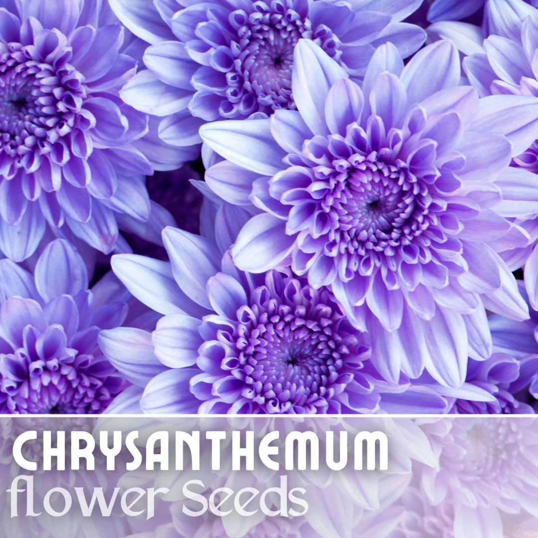 Faded Lilac Mum Chrysanthemum Seeds 200 Seeds Mum Flower, Flower Seeds