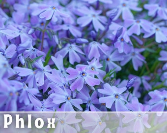 May include: A close-up image of a field of purple phlox flowers. The flowers are in full bloom and have a delicate, soft appearance. The text "Phlox Flower Seeds" is superimposed on the image.